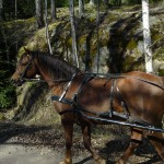 Spinner på körtur