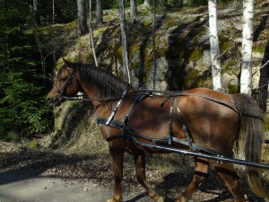 Spinner på körtur