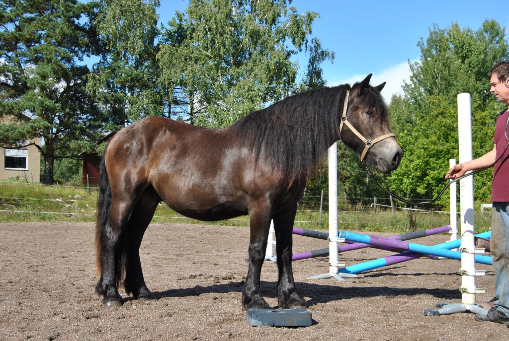 Hampus