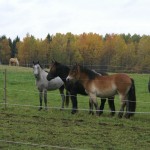 hastar2008-2009-116 Willy Yoshi Xander och Troy