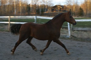Simbergs Spinner