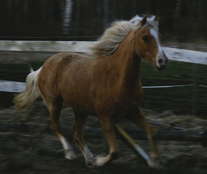 Bränntorps Bambie