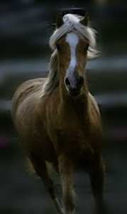 Bränntorps Bambie