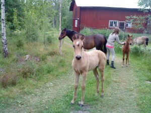 A,amdas bilder 144 Bränntorps Fiddeli