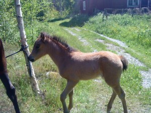 Alexandras bilder 013 Blaizys föl Bränntorps Fiddeli